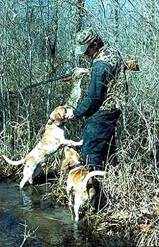 Rabbit hunter with two beagle dogs sniffing a rabbit