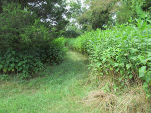 Thicket area with a path through the vegitation