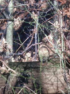 Grouse camoflauged within wooded area
