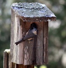 BirdingBasicsGear blog