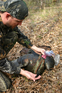 Turkey hunting with down gobbler holding its beard