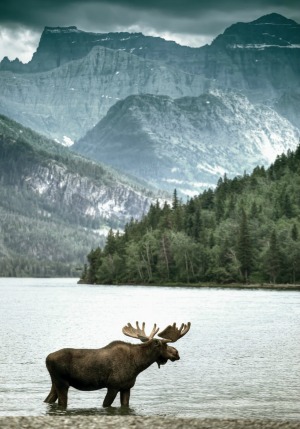 Regal Moose