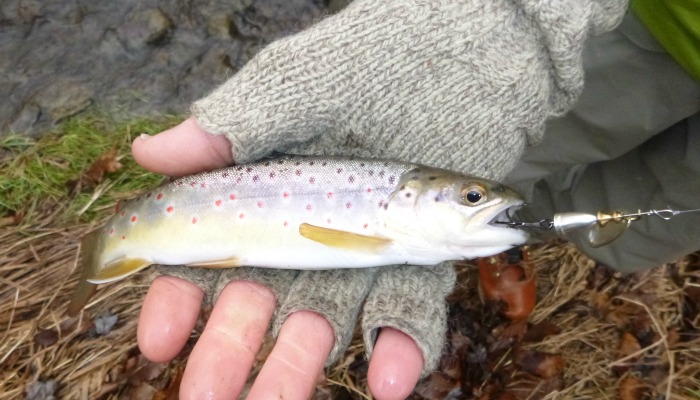 Spinners for Winter Trout