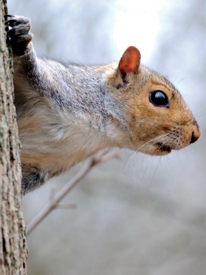 Squirrel Tree Resized