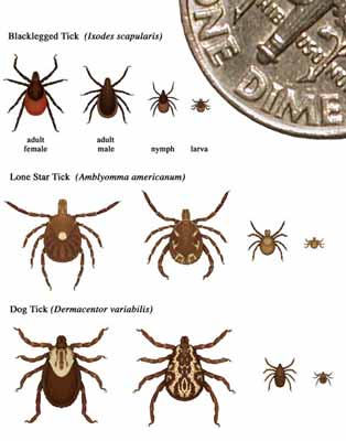 Tick chart showing the size of ticks at different stages in its life
