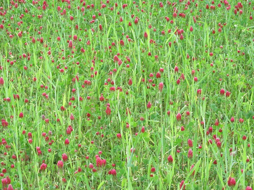 Wheat field mixed with Crimson Clover