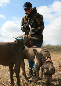 Man and dogs in field hunting deer antler shed
