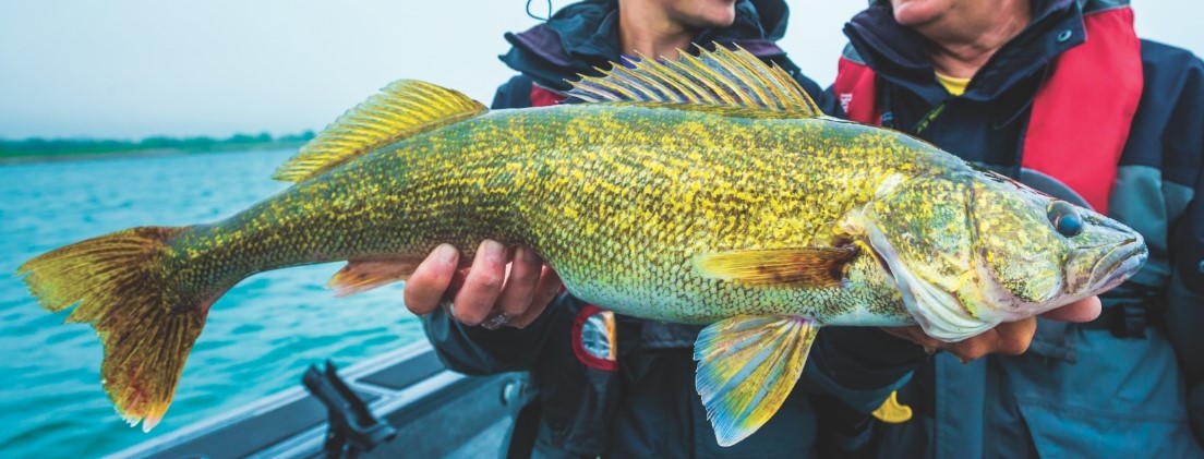 walleye being held after the catch