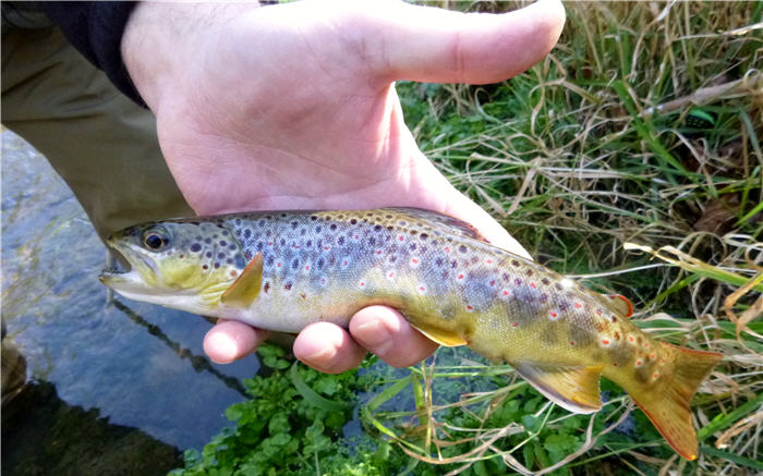 brown trout finiky 700