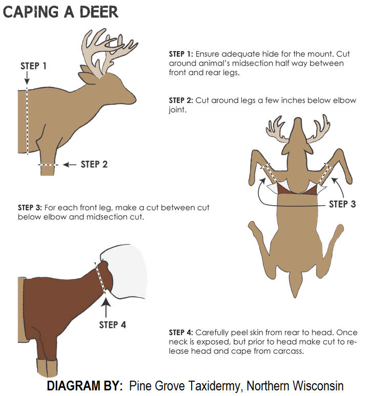 deer caping