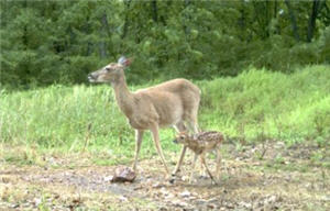 Deer And Fawn