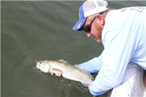 Trout angler releasing a fish 