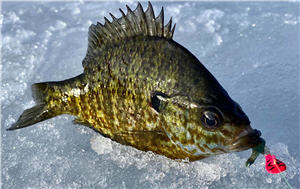 Crappie fish with a Cabela's Glyde Jig in its mouth