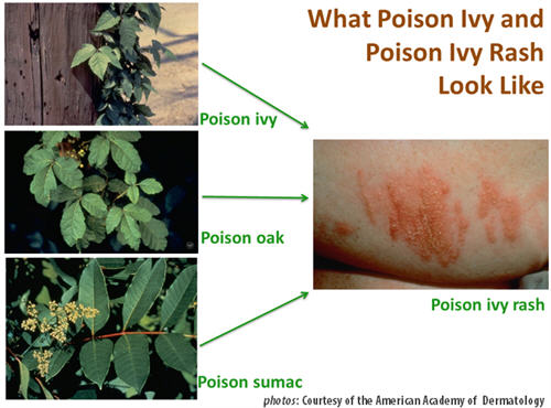 poison plants
