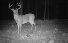 Mature Buck On Trail Camera
