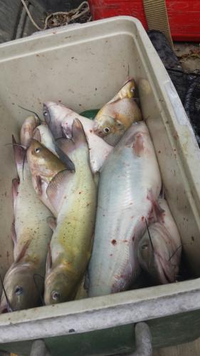 Braggin' Board Photo: Summer Cats