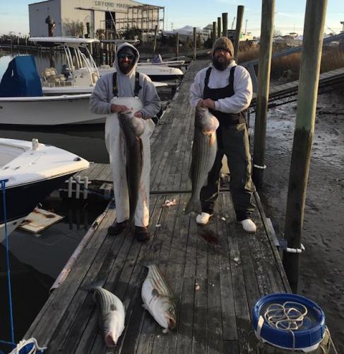 Nice Striper Bass Braggin' Board Photo: Nice Striper Bass
