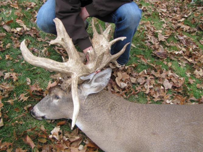 Braggin' Board Photo: Buck - Double Drop tine 14