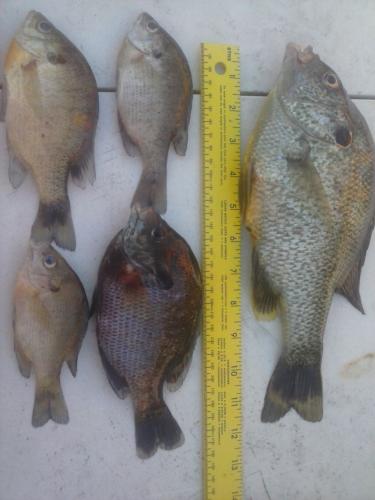 Braggin' Board Photo: Big bream