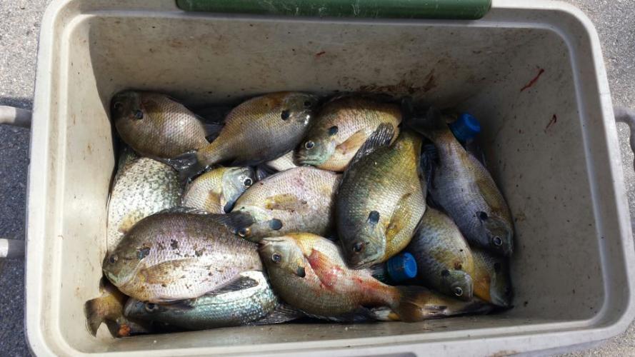 Braggin' Board Photo: March Panfishing