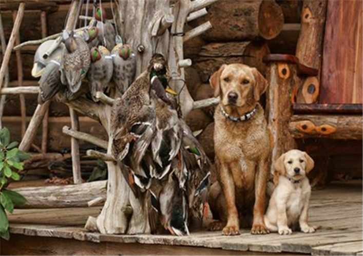 Braggin' Board Photo: Dog Lovin'