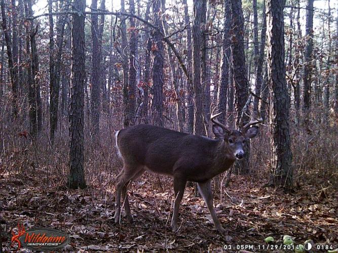 Braggin' Board Photo: Nice Buck