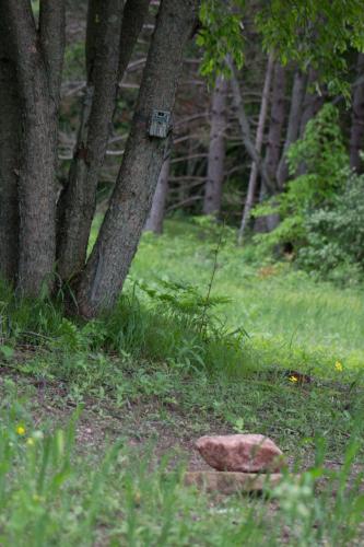 Braggin' Board Photo: Game Camera