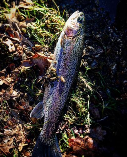 Braggin' Board Photo: Nice Rainbow Colors