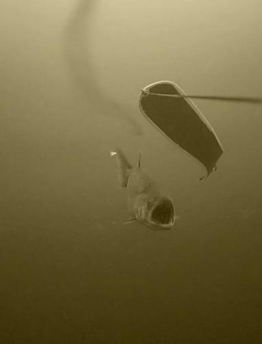 Braggin' Board Photo: King Salmon