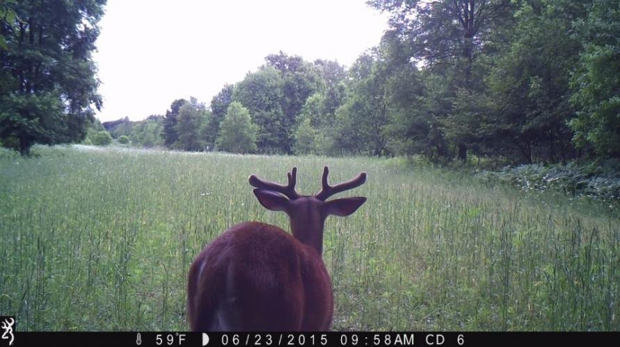 Braggin' Board Photo: Buck: Summer Velvet