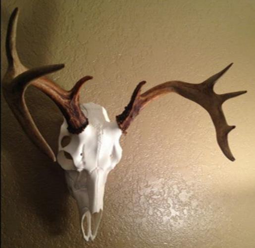 Braggin' Board Photo: First 9 pt Buck