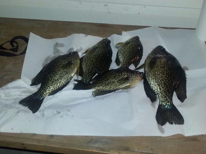 Braggin' Board Photo: Crappie Feast