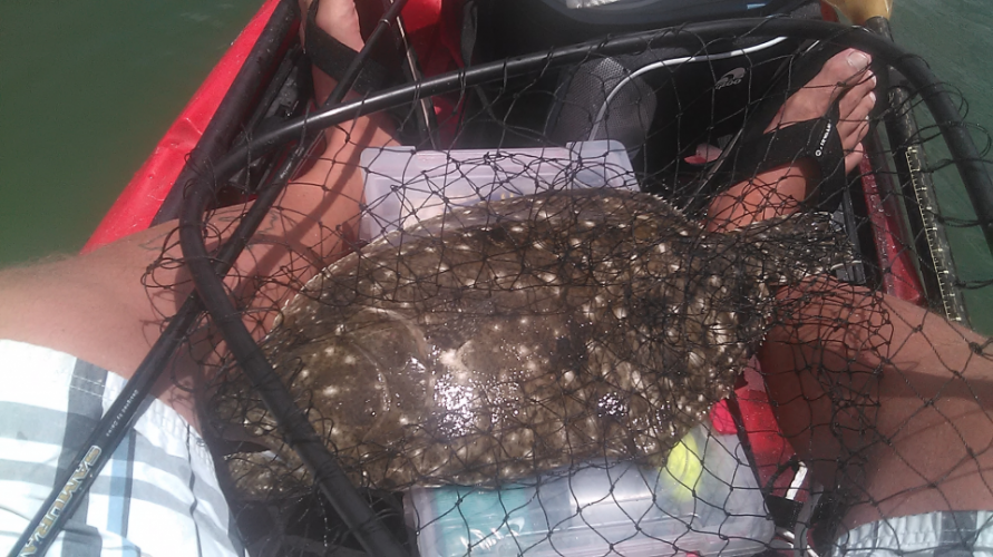 Braggin' Board Photo: 22 in flounder