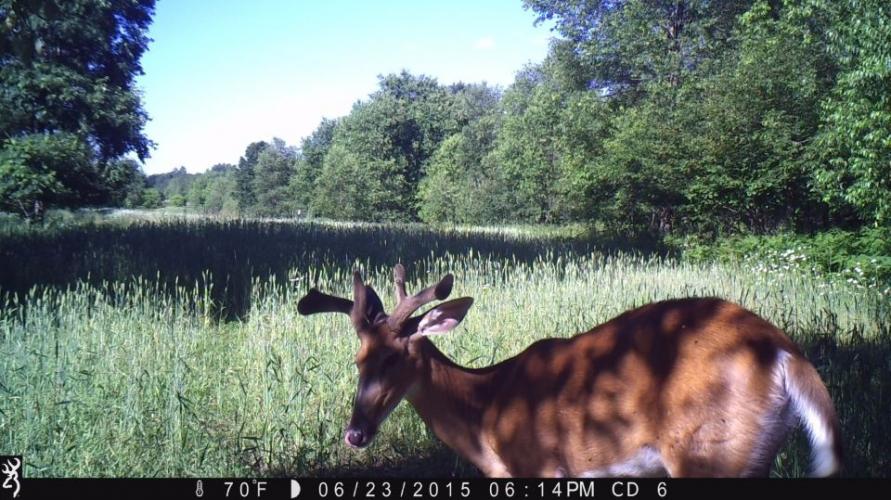 Braggin' Board Photo: Summer Buck