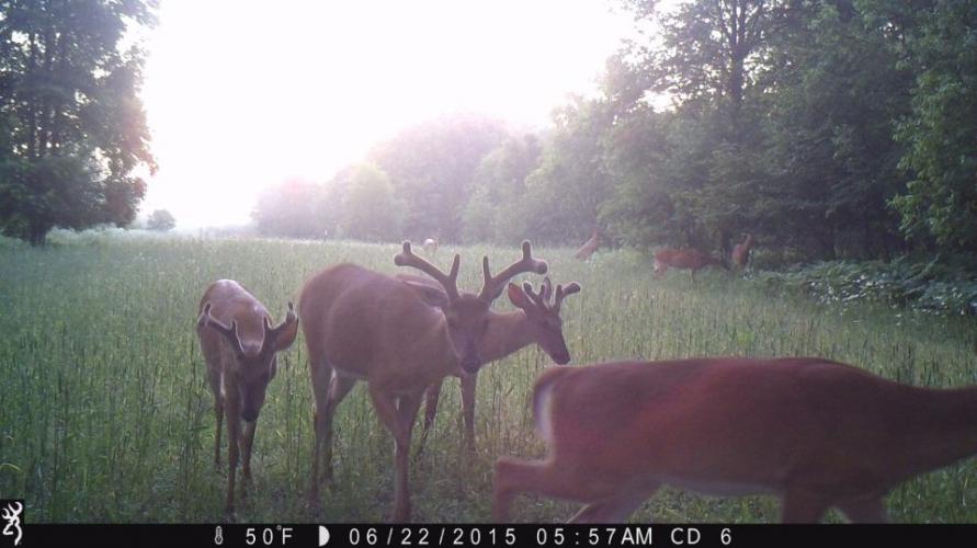 Braggin' Board Photo: Velvet Antlers