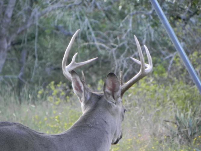 Braggin' Board Photo: 2014 Buck
