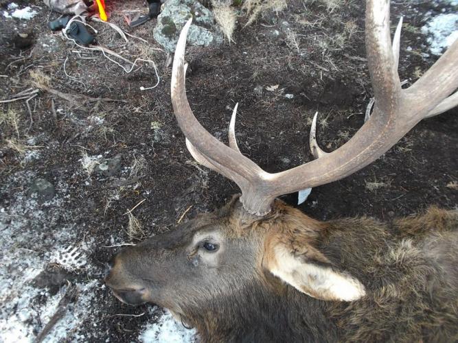 Braggin' Board Photo: Elk DSCF3317