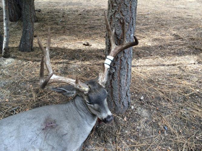 Braggin' Board Photo: IMG 0003 Buck