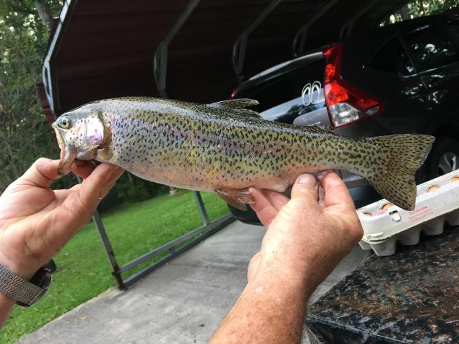 Angler's two hands holding up a beautiful color rainbow trout.