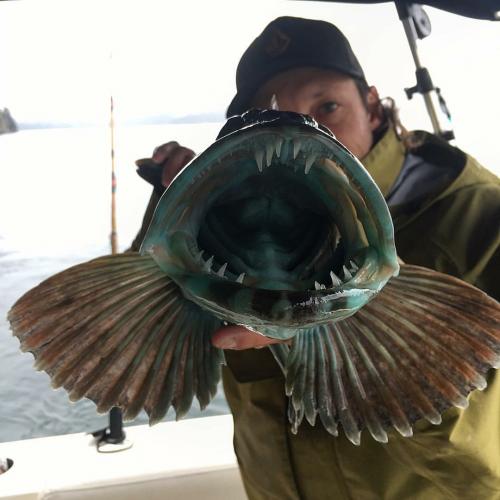 Frontal view of a Cabezon fish open mouth showing sharp teeth