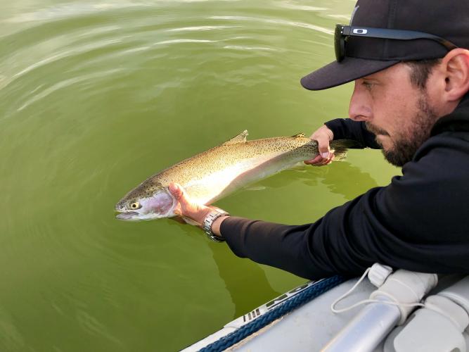 Angler stretching overboard to release a young salmon into the water