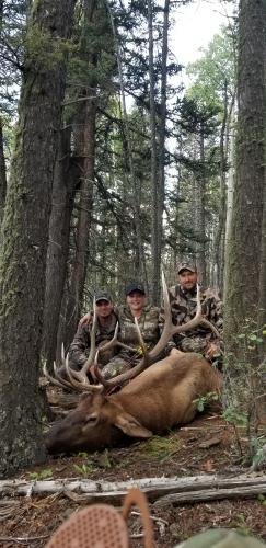 3 hunters in the woods posing next to a harvested bull elk