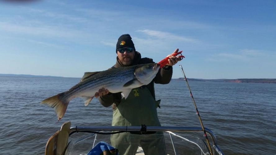 Striped Bass fishing. Angler standing in boat holding up a large striped bass.