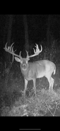 Night photo of a nontypical deer