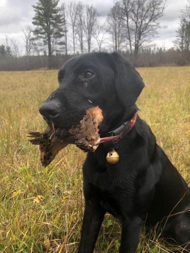 Hunting Dog with bird in its mouth