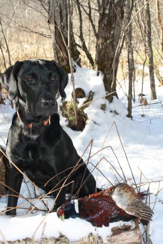 Hunting dog in snow with bird