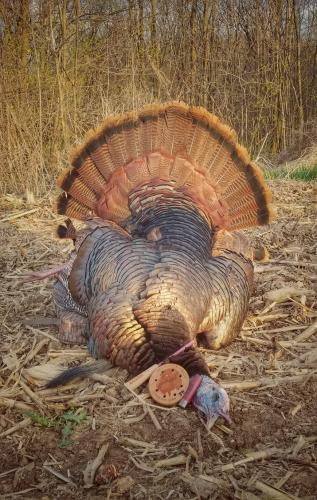Turkey lying on ground with tail faned out