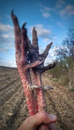 Turkey feet and spurs