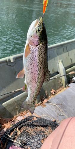 Rainbow trout