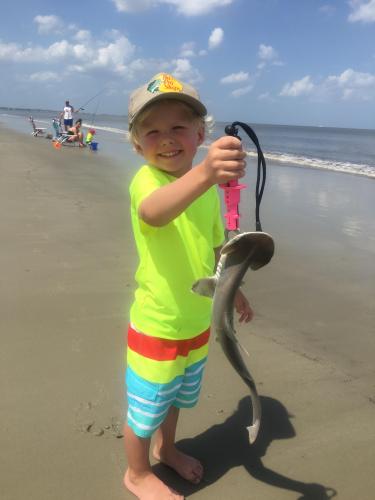 Yep - I fish for shark too